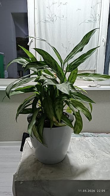 Аглаонемалар: Аглаонема (Aglaonema), декоративно-лиственное комнатное растение — 2