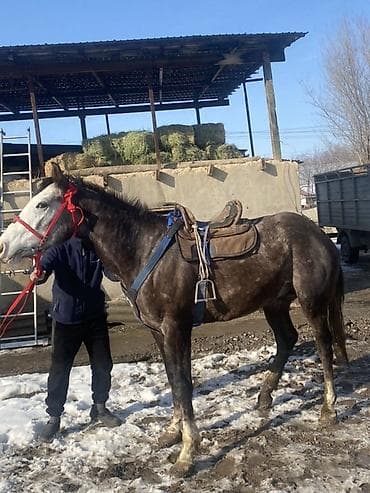 белый конь: Продаю | Конь (самец) | Рабочий — 1