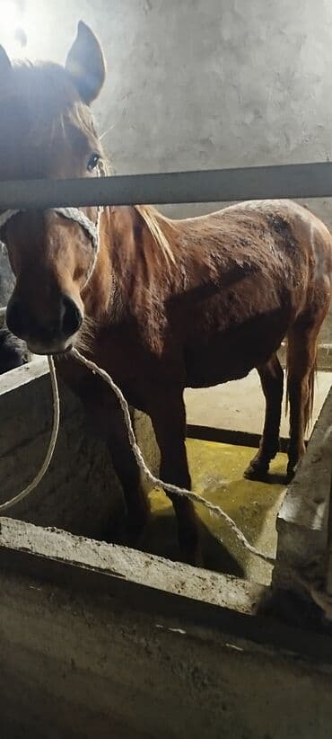 продажа собак чихуахуа: Продаю | Кобыла (самка) | На забой, Для разведения, Рабочий — 6