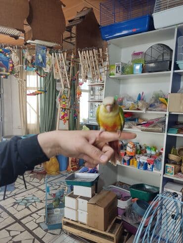 попугай неразлучник купить: Пиррура это разновидность краснохвостых попугаев. Характеризуется — 4