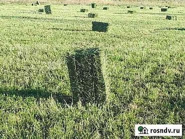 Срочно продам 100.с торг Тюки первый укос беде клевер первый укос там — 1