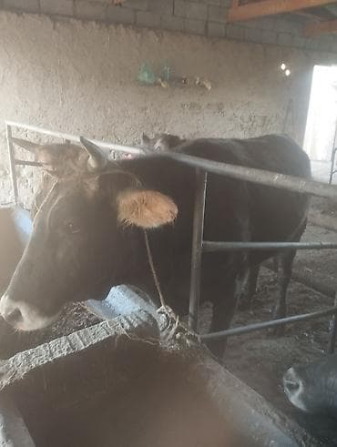 кукуруза для попкорма: Продаю | Корова (самка) | Для разведения | Привязанные — 2