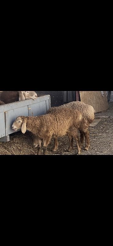 купить узи аппарат для животных: Продаю | Овца (самка) | Арашан | Для разведения | Ярка — 7