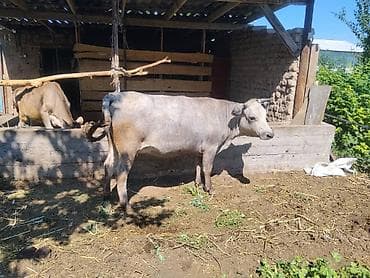 Продаю | Корова (самка) | Полукровка | Для молока | Стельные at lalafo.kg Продаю | Корова (самка) | Полукровка | Для молока | Стельные