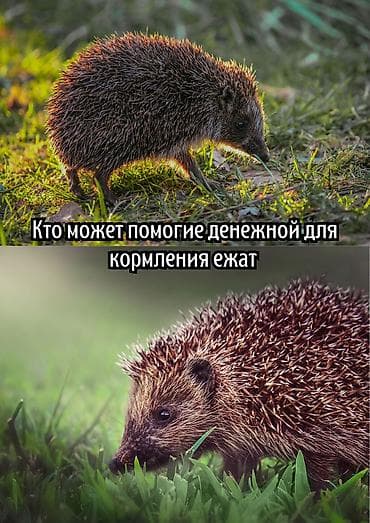купить кормовых насекомых: Сбор небольшой помощи на корм для ежат - Цель: обеспечить регулярное — 1