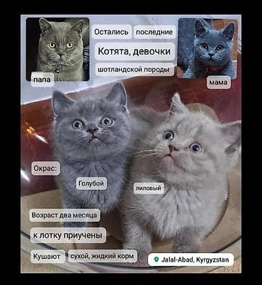 кошка белая: Скотиш Фолд (Шотландская вислоухая), 2 месяца, Девочка, Голубой, Приучена к лотку — 1