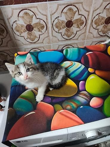 новорожденный котенок: Кошка даром: Беспородная, Мальчик — 2