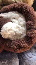 solaron плед: Плед, Кытай, Жаңы, Бардык мезгилдер, Эки тараптуу — 37