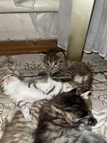 Үй жаныбарлары: 🐾 Отдам котят в добрые руки 🐾 Котятам 1,5 месяца, кушают — 3
