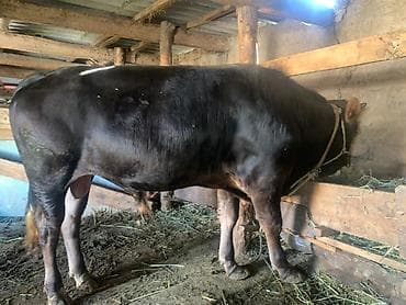 номер приюта для животных бишкек: Продаю | Бык (самец) | На откорм — 4
