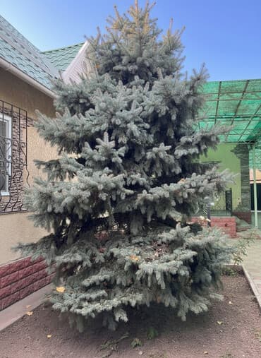 саженцы яблок: Саженцы деревьев: Ели, Самовывоз — 1