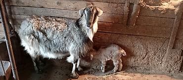 уй животный: Продаю | Коза (самка) | Для разведения — 2