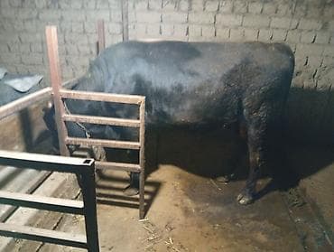 Продаю | Бык (самец) | На откорм | Привязанные at lalafo.kg Продаю | Бык (самец) | На откорм | Привязанные
