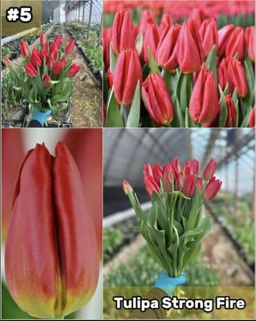 размещение рекламы: Организация мероприятий | Букеты, флористика — 6