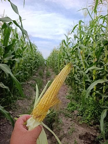 ферма центр: Продается кукуруза 🌽 сорт местный в перемешку с пионером поле — 7