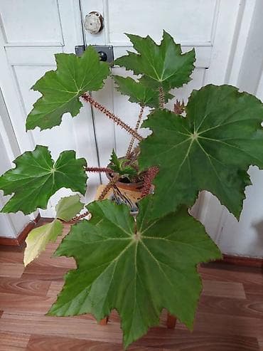 БЕГОНИЯ- ЦВЕТОК комнатный не капризный, полив 1 раз в неделю. Цена