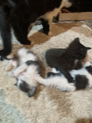 шотландский кот: Кошка даром: Беспородная, 1 месяц, Мальчик — 3