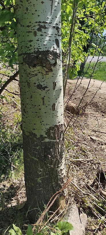 Саженцы/деревья тополя (Populus) - Порода: тополь, гладкая светлая