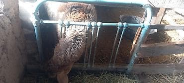 ураган кой: Другие животные — 4