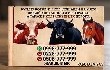 собака той пудель: Колбасный цех : Коровы, быки, Лошади, кони, Бараны, овцы, | Круглосуточно, Любое состояние, Забитый — 1