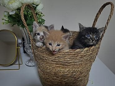 отдам даром котят: Очаровательные котята из одного помёта. - Возраст на фото: примерно — 1