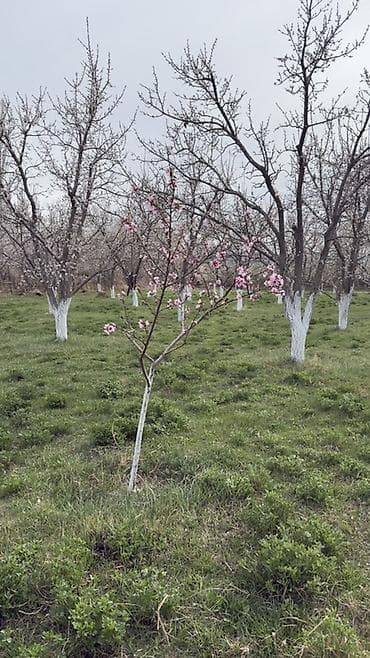 продажа участков бишкек: 15 соток, Для строительства, Красная книга — 5