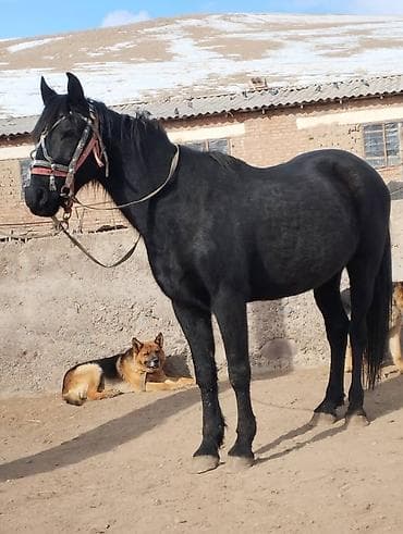 чистокровный лошадь: Продаю | Жеребец | Для разведения | Осеменитель — 5