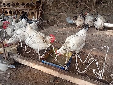 С/х животные и товары: Продаю | Куры | Несушки — 5