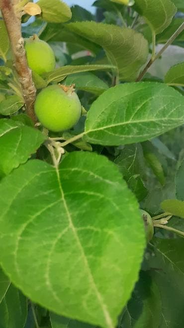 цех продаю: Продаю участок 10.5сот. по факту 12сот. красная книг. можно под — 5