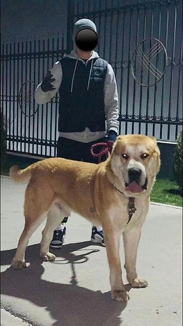 туркменский алабай: Щенок породы среднеазиатская овчарка (Алабай), светло-кремовый окрас — 5