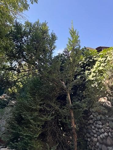 сеянцы голубой ели: Ель голубая (Picea pungens, «голубая ель») для ландшафтного — 9