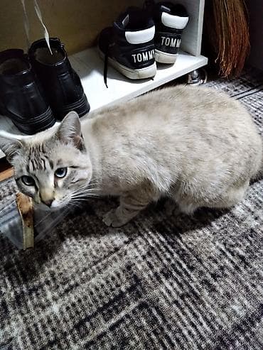 британская голубая кошка: Бенгальская, 10 месяцев, Мальчик, Приучена к лотку — 3