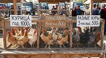 70 сом: Сатам | Тооктор | Жарым брама — 1