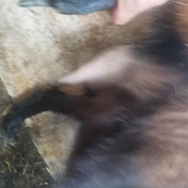 леггорн цыплята: Продаю | Коза (самка) | Полукровка | Для молока — 3