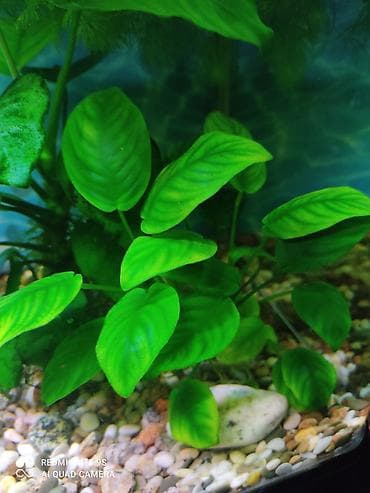 мышкы: Водоросли живые: Анубиас Бартера, нана ( цветут белыми и розовыми — 4