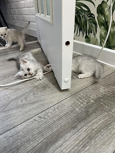 кошка шиншилла: Шотландские котята серебристого окраса (шиншилла/серебро) Котятам 2,5 — 2