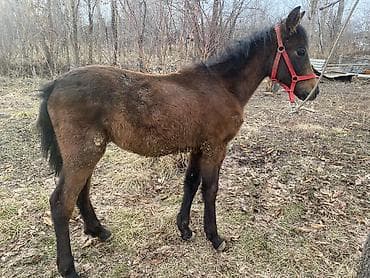 сетка курица: Продаю | Жеребенок | Рабочий — 6