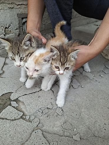 кошка домашний: Отдалим в хорошие руки, очаровательные котята из одного помёта — 3