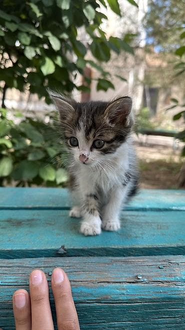каракол кошка: Котёнок, очень красивый спокойный его помыть и все будет отличным — 6