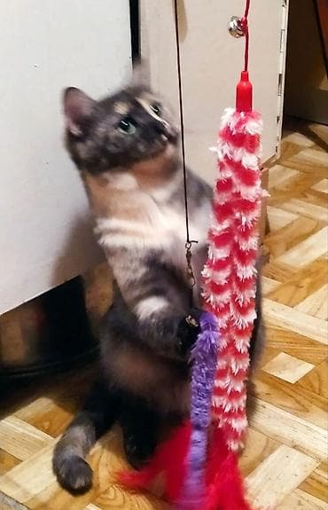 Продажа кошек: Скотиш Страйт (Шотландская прямоухая), 2 года, Девочка, Черепаховый, Кастрирована, Приучена к лотку, Проглистована — 2