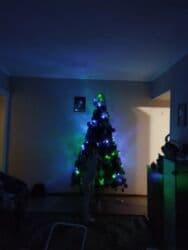 елки в горшках: Срочно!!! Продаю ёлку елку. Высота 2.10м. Ветки пушистые,7 ярусов по 6 — 6