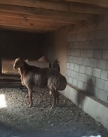 продажа щенков немецкой овчарки с документами в бишкеке: Продаю | Баран (самец) | Арашан | Для разведения | Племенные — 1