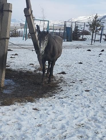 ош мал базар: Продаю | Конь (самец) | Рабочий — 1