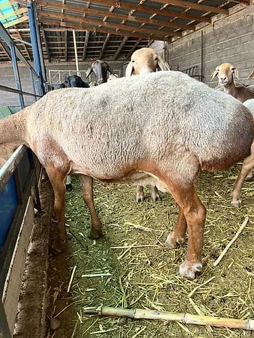 шотландский вислоухий котята: Продаю | Овца (самка) | Арашан | Для разведения | Племенные — 8