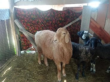 вязка кошек ош: Продаю | Овца (самка) | Для разведения | Матка — 1