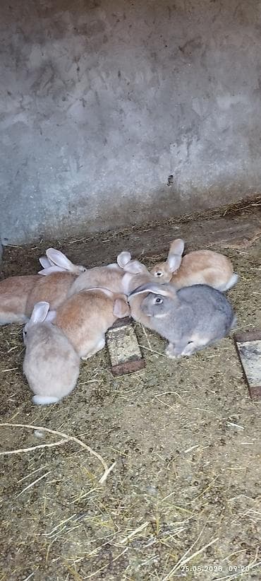Продаю | Крольчиха (самка), Кролик самец | Серый великан at lalafo.kg Продаю | Крольчиха (самка), Кролик самец | Серый великан