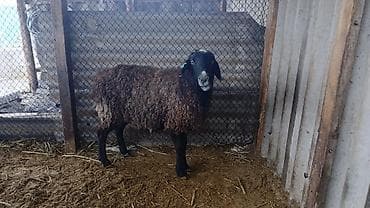 собака такса: Продаю | Овца (самка) | Для разведения — 1