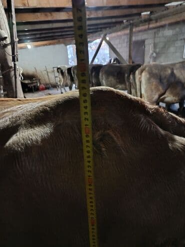 собака доберман сколько стоит: Продаю | Корова (самка) | Симментальская | Для молока — 3