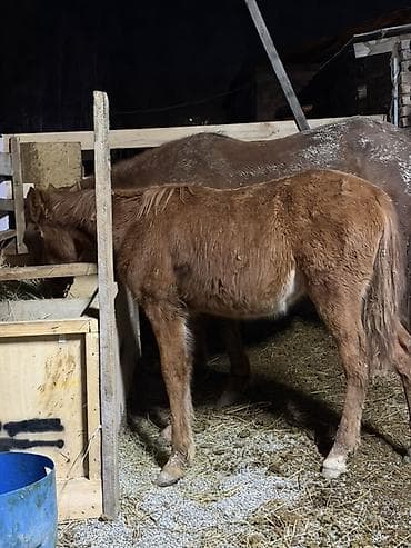 ротвейлер собака: Продаю | Жеребенок | Для разведения — 2