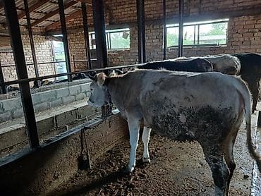 голуби животное: Продаю | Бык (самец) | На откорм | Привязанные — 7